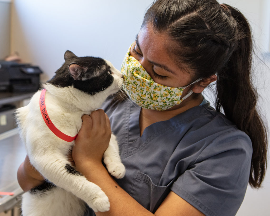 Black and white cat nuzzles clinic staff's mask during wellness exam.